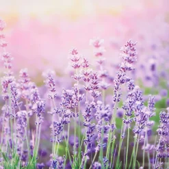 Garden Collection Tuindoek